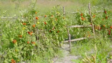 Kırmızı domatesli yeşil tarla