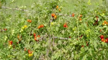 Kırmızı domatesli yeşil tarla