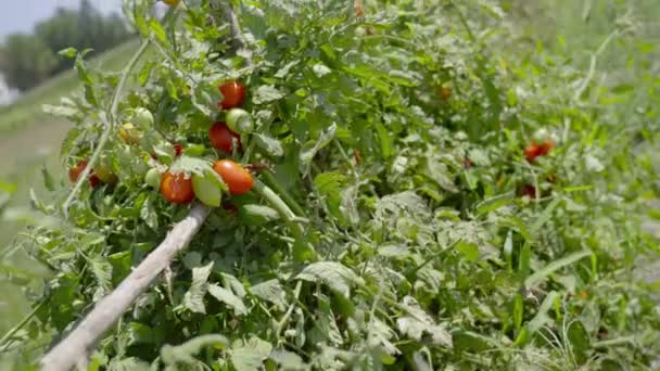 Os tomates vermelhos crescem em fábricas verdes — Vídeo de Stock