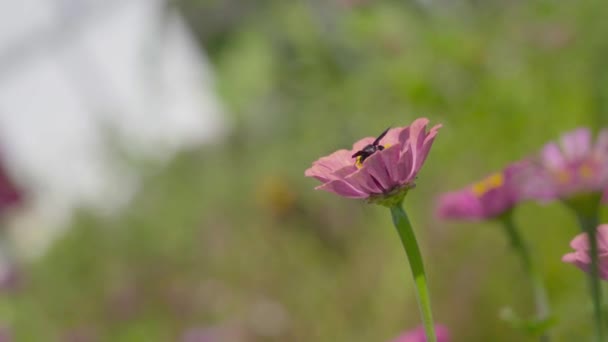 Fleurs roses avec abeille noire sur le dessus — Video