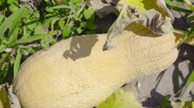 Sarı kabak güneşte yerde yetişir.