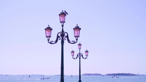 Taube sitzt auf dreifacher Straßenlaterne am Wasser in Venedig — Stockvideo