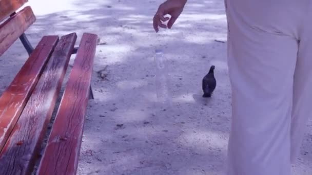 Personne jette bouteille en plastique vide près du banc dans un parc ensoleillé — Video