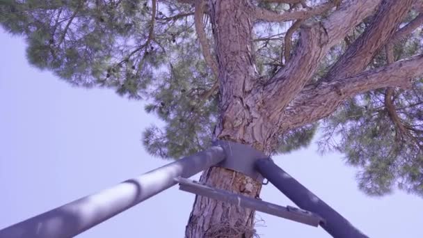 Soportes de apoyo cerca de pino con plantas trepadoras secas en tronco — Vídeo de stock