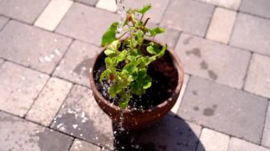 Bahçıvan suları asfalttaki yeşil sardunya saksı bitkisi