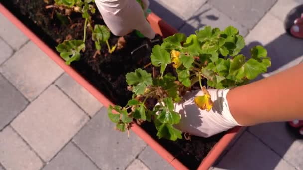 园丁用特殊的铲子把绿色的天麻植物挖出来 — 图库视频影像