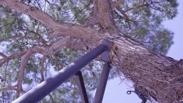 蓝天下城市公园松树旁的支撑物 — 图库视频影像