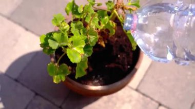 Yetenekli bahçıvan sardunya saksı bitkisine su döküyor.