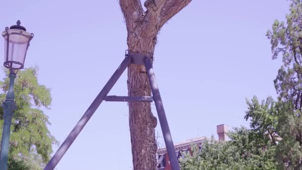 Viejo pino se apoya en el apoyo cerca de la farola en el parque — Vídeo de stock