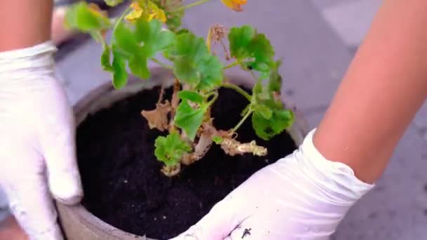 Επαγγελματίας κηπουρός σε λευκά γάντια καθαρίζει καφέ κατσαρόλα — Αρχείο Βίντεο