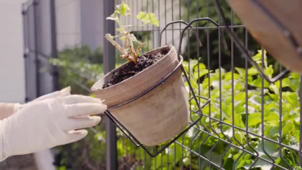 Trädgårdsmästare hänger grön geranium kruka växt på staket närbild — Stockvideo