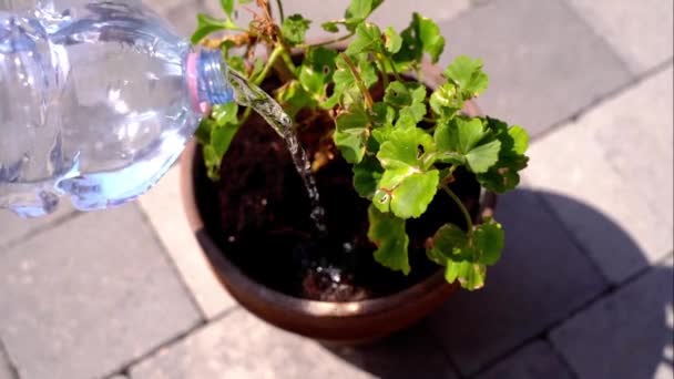 Tuinman giet water uit fles op geranium pot plant — Stockvideo