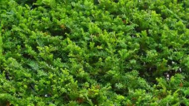 Parlak güneş ışığı altında yeni dalları olan Evergreen thuja