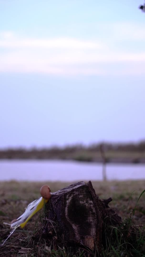 Braunes Vogelei fällt auf kleinen Baumstumpf auf Wiese — Stockvideo