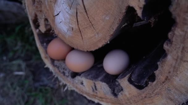 小蛋在明亮的阳光下躺在褐色的圆木洞里 — 图库视频影像