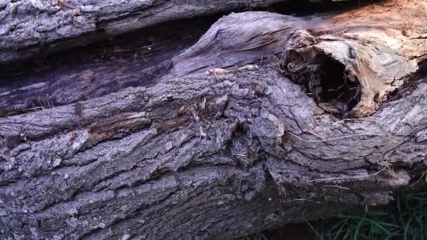 Small bird eggs of brown colour lie in grey wooden log gap — Stock Video