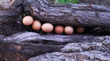 Küçük kuş yumurtaları yeşil çimenlere karşı gri kuru bir kütük deliğinde yatar.