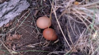 Yeşil ve sarı otlarla çevrili küçük yumurtalar yuvada yatıyor.