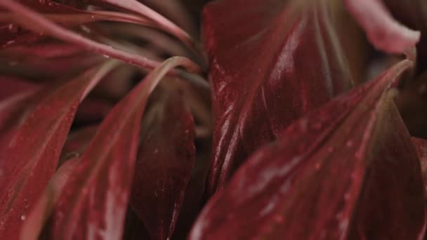 Colores intermitentes en la planta de spathiphyllum tropical con gotas de agua en las hojas — Vídeo de stock