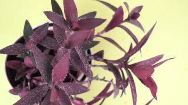 tropikal setcreasea ıslak yapraklarla renk değiştirir