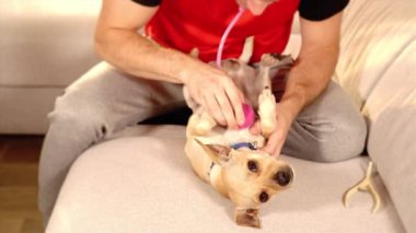 Kaslı adam titreyen köpek yavrusunu tutuyor ve hayvanlarla oynuyor.