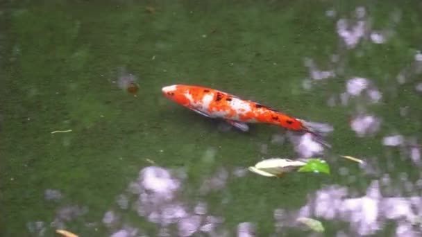 红白相间的乌贼在清澈的湖中游来游去 — 图库视频影像