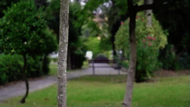 Смішний актор дивиться з молодого дерева і тікає в парк — стокове відео
