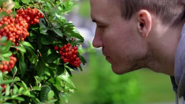 Skådespelaren luktar och äter röda jordgubbar som grillar i den gröna parken — Stockvideo