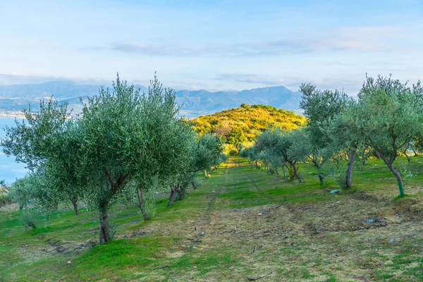 Grove of olive trees on the mountain and sea background with sun rays, Sicily, Italy