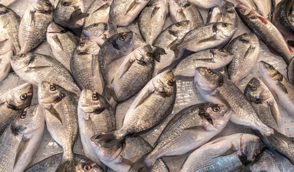 Mercado Pescado Aire Libre Isla Ortigia Con Mariscos Frescos Mercado — Foto de Stock