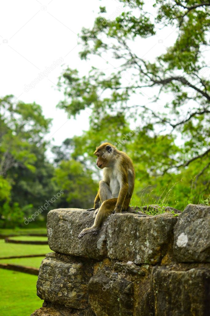 Monkey sitting on Sigiriya rock, Sri Lanka