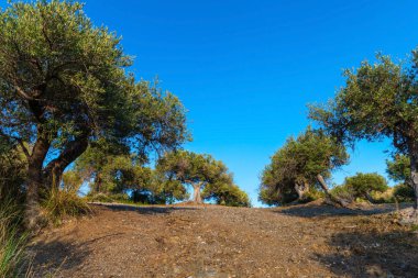 Grove zeytin ağaçlarıyla, Sicilya, İtalya