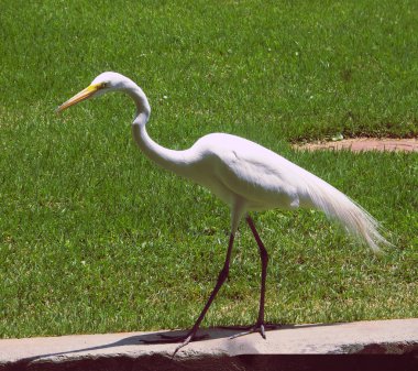 uzun bir kuş doğada serbest
