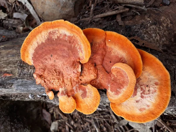 Cogumelos Gigantes Cor Laranja Tronco Árvore — Fotografia de Stock