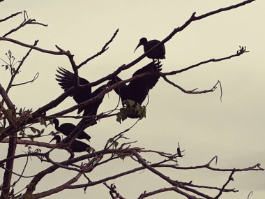 siyah sorguçlar geç öğleden sonra ağaç dalları üzerinde tünemiş