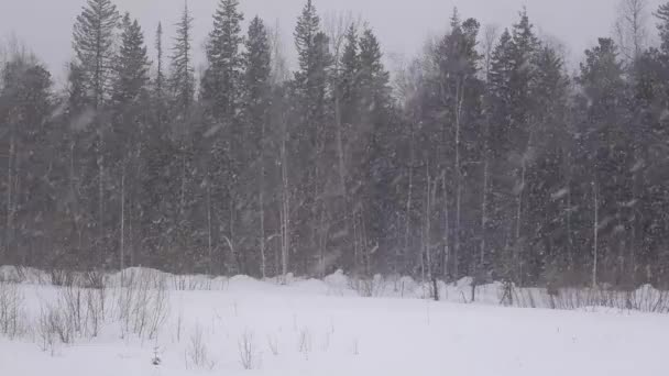 Вид Вікна Рухомого Пасажирського Поїзда Типовий Зимовий Зимовий Ландшафт Рухається — стокове відео