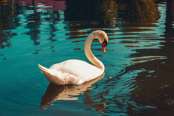 Swan Simning Sjön — Stockfoto