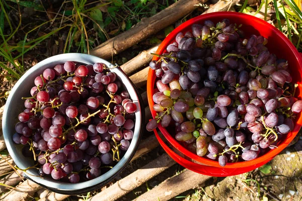 Otoño Cosecha Jardín Vista Superior Dos Cubos Con Uvas Rosadas — Foto de Stock