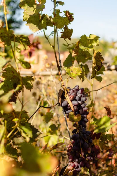 Um bando de uvas da Borgonha — Fotografia de Stock