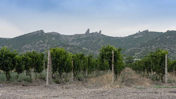 Vista de las montañas y el valle con viñedos — Foto de Stock