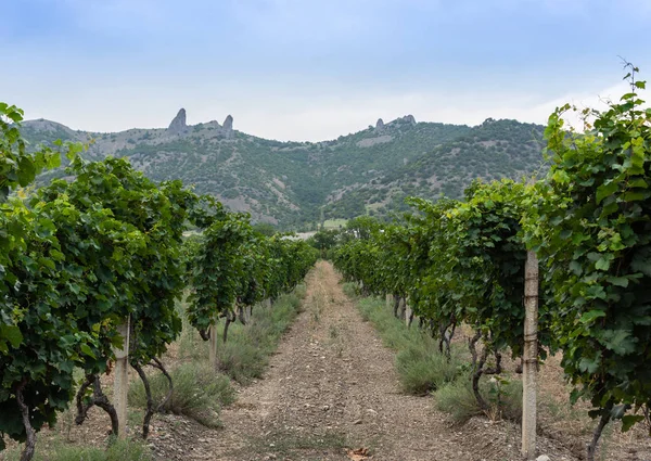 Vista do vale com vinhas — Fotografia de Stock