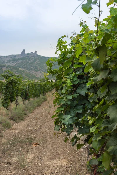 Filas verdes de un viñedo — Foto de Stock