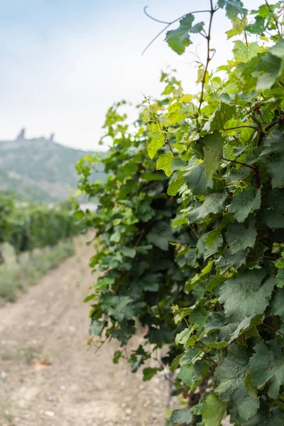 Vignobles en été chaud — Photo