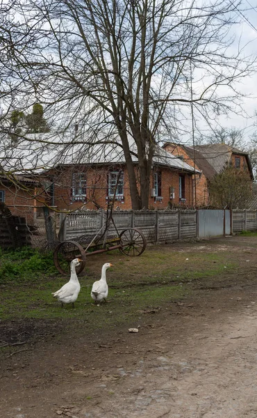 Köyde beyaz kazlar dolaşıyor. — Stok fotoğraf