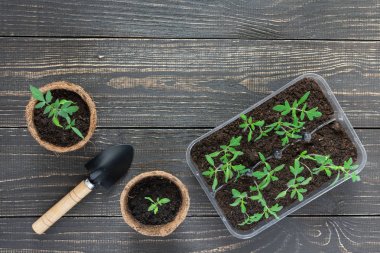 Genç domates filizi ile çevre dostu tencere