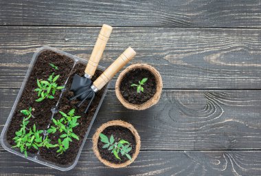 Genç domates filizi ile çevre dostu tencere