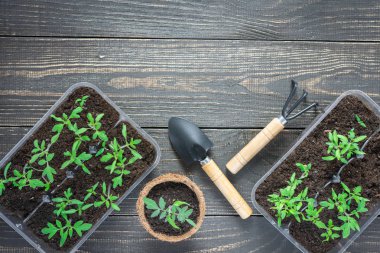 Genç domates filizi ile çevre dostu tencere