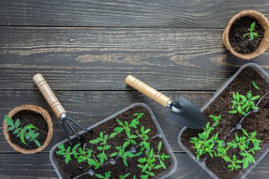 Genç domates filizi ile çevre dostu tencere