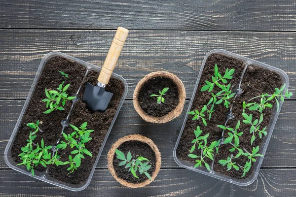 Macetas ecológicas con brotes de tomate jóvenes — Foto de Stock