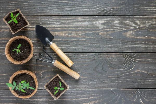 Ollas ecológicas con plántulas — Foto de Stock